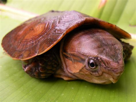 Big-headed Turtle Facts and Pictures