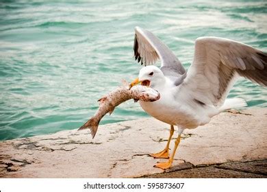 34,844 Seagull Fish Images, Stock Photos & Vectors | Shutterstock