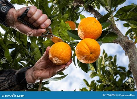 Farmer Makes the Orange Harvest in Winter. Agriculture Stock Image ...