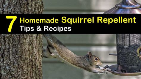 Keep Squirrels Away - 7 Homemade Squirrel Repellent Tips