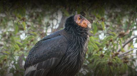 California Condor | San Diego Zoo Safari Park