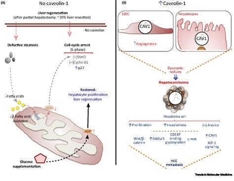 Caveolin-1 Function in Liver Physiology and Disease. | Semantic Scholar