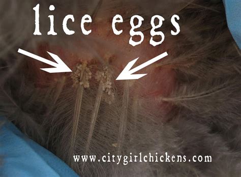 Chicken Lice - CITY GIRL FARMING