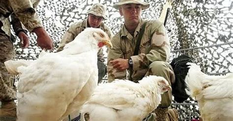 Chickens of the Gulf War - Operation Kuwaiti Field Chicken | War ...