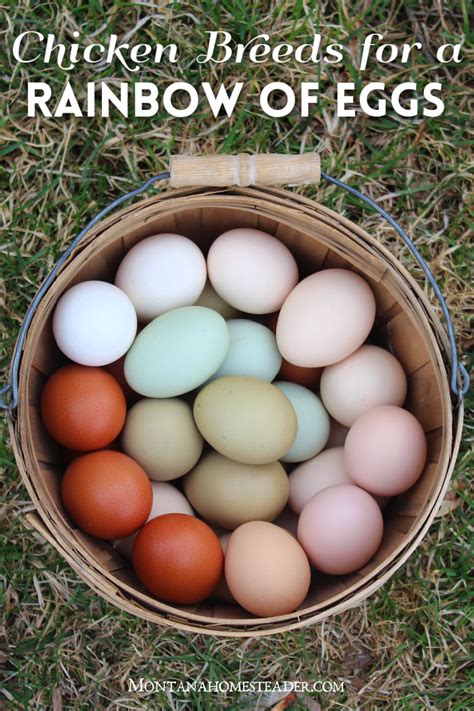 Chicken breeds for a colorful rainbow of eggs