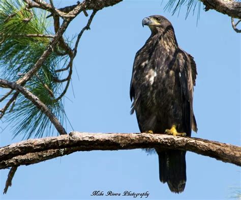 Fledgling Bald Eagle. Florida Wildlife | North american wildlife, Bald eagle, Boreal forest