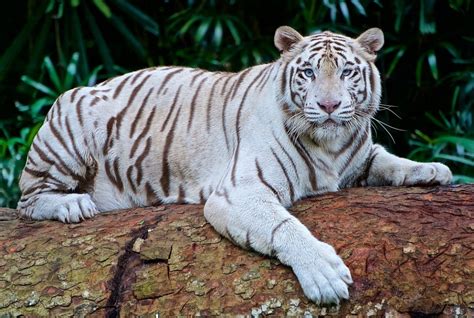 30 Amazing White Tiger Facts for Kids 2025 [With Pictures]