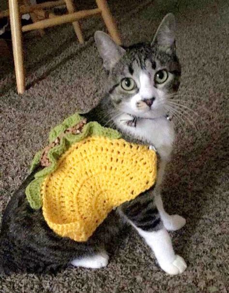 Taco Pet Costume Taco Cat Costume Taco Costume for by AegeanDrawn