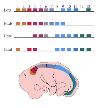 Hox Genes Mutation & Function | What Are Hox Genes? - Video & Lesson Transcript | Study.com