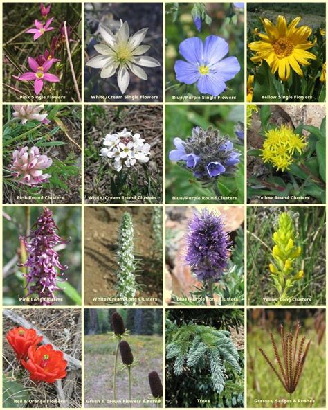 Wildflowers of the Southern Rocky Mountains | Plant identification ...