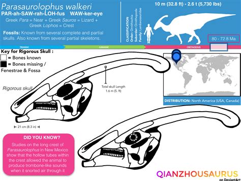 Parasaurolophus walkeri skull skeletal by Qianzhousaurus on DeviantArt