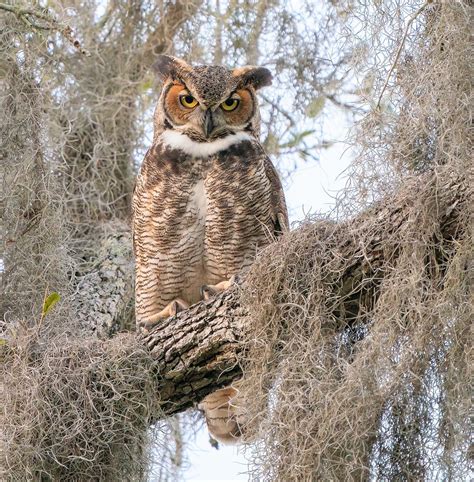 Great Horned Owl in Florida (Explored, January 4, 2022) | Flickr