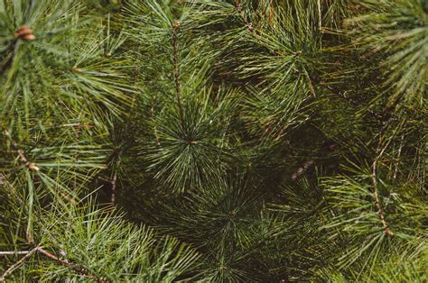 Close-Up Photo of Needles on a Pine Tree Branch · Free Stock Photo