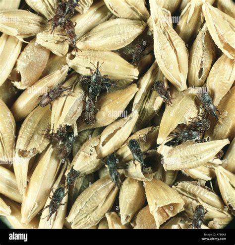 Grain weevil hi-res stock photography and images - Alamy