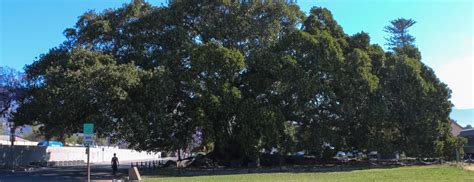 Moreton Bay Fig Tree Park | Parks and Recreation