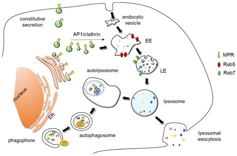 Membranes | Free Full-Text | Lysosomal Exocytosis: The Extracellular Role of an Intracellular ...