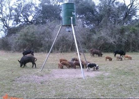 Texas Hog Hunts/Texas Exotic Hunts