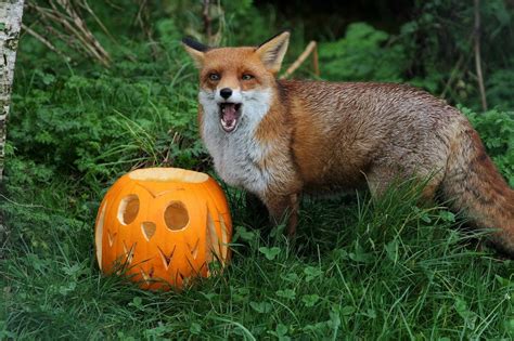 Ahh! Scary pumpkin! #fox #red_fox #Vulpes_vulpes #myt | Scary pumpkin, Fantastic fox, Funny fox