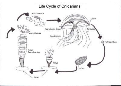 Cnidaria: Reproduction