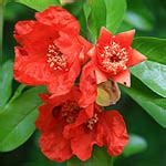 Red Flowers - Israel Wildflowers