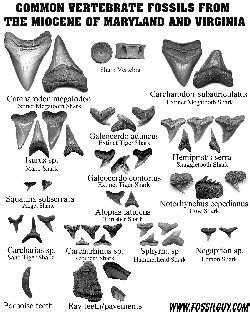 Fossil Identification Sheets - New York, Maryland, Virginia, New Jersey, North Carolina ...