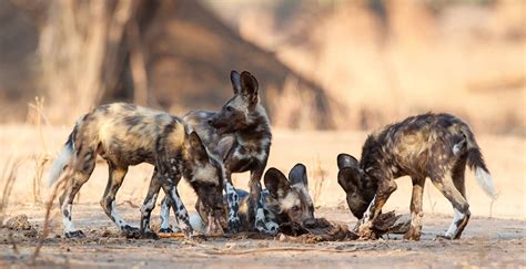 Kids eat first: research on wild dog feeding habits - Africa Geographic