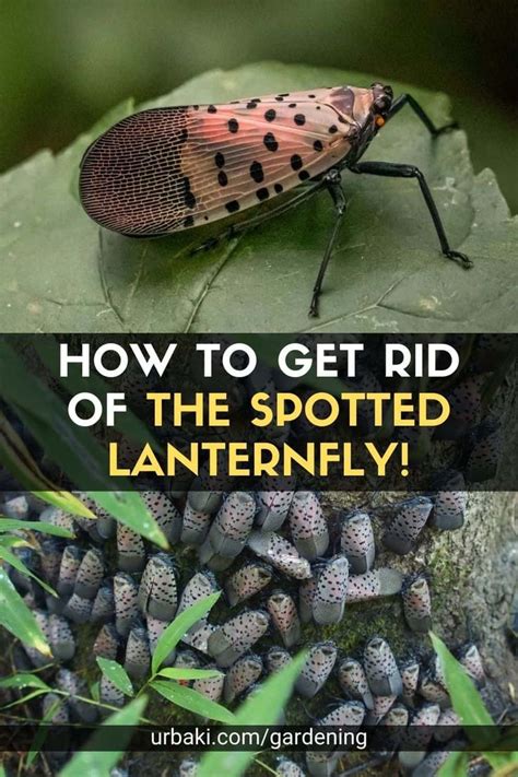 How to Get Rid of the Spotted Lanternfly! | Flying lantern, Spotted ...