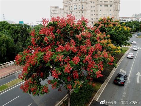 栾树花满枝头 园区秋色醉人|枝头|园区|苏报_新浪新闻