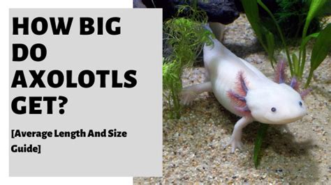 How Big Do Axolotls Get? [Average Length And Size Guide] | Axolotl pet, Axolotl tank, Axolotl