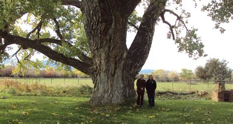 8 new species added to Wyoming Champion Tree register - Casper, WY Oil ...