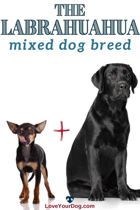 Chihuahua Labrador Retriever Mix: Labrahuahua Breed Information [Video] [Video] | Labrador ...