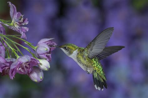 Download Animal Hummingbird HD Wallpaper