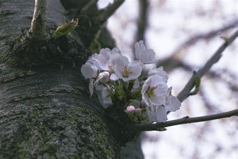 High Park Cherry Blossoms by Darryl Johnstone on Dribbble