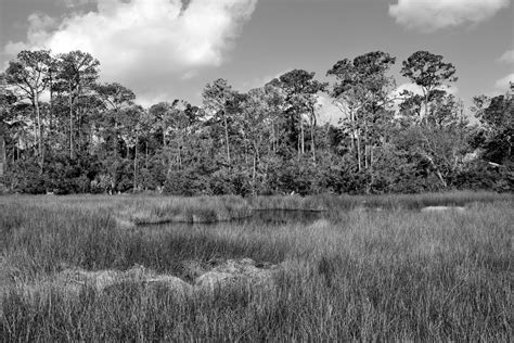 Florida Marshland Free Stock Photo - Public Domain Pictures