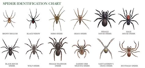 african spotted wolf spider and brown recluse hybrid ...