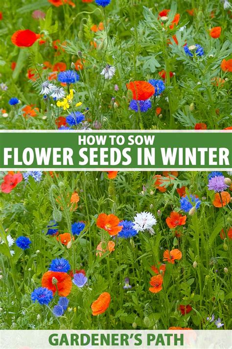 How to Sow Flower Seeds in Winter | Gardener’s Path