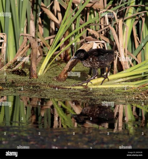 Water Rail Chick Stock Photo - Alamy