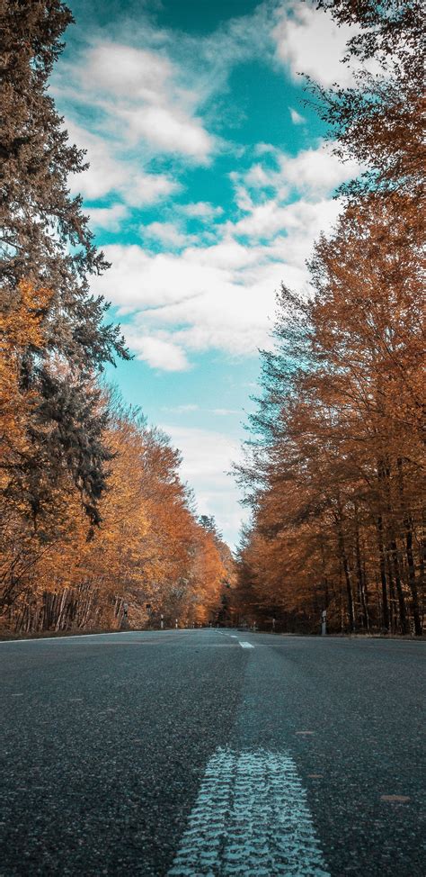 1440x2960 Alone Road Forest Autumn Golden Trees Ultra 4k Samsung Galaxy Note 9,8, S9,S8,S8+ QHD ...