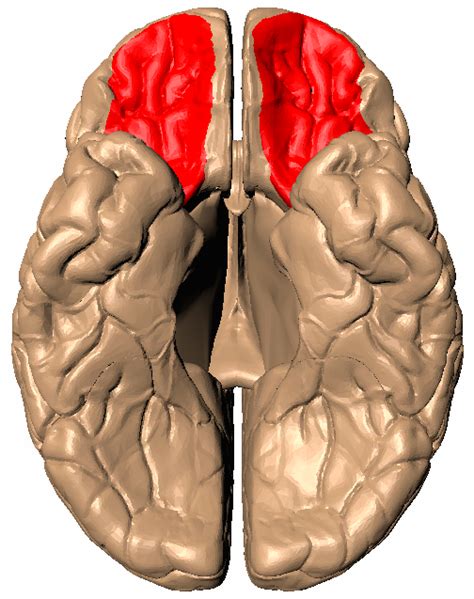 Orbitofrontal cortex