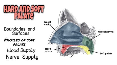 Anatomy Of The Hard And Soft Palate