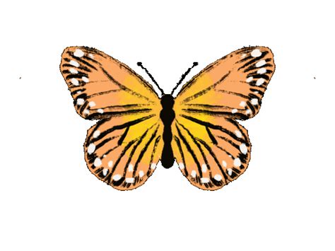 Butterfly Nature Insect - Free GIF on Pixabay