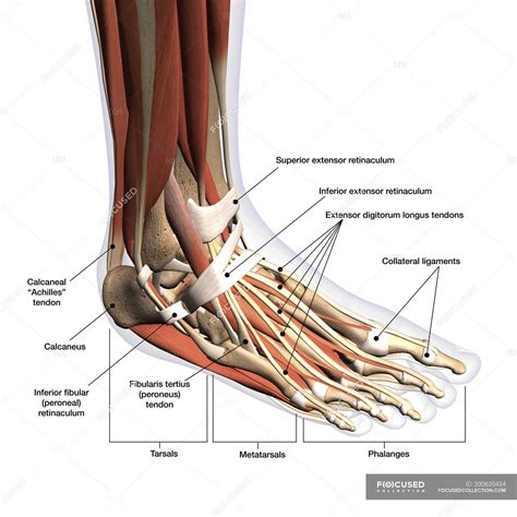 [DIAGRAM] Tendons Of The Foot Diagram - MYDIAGRAM.ONLINE