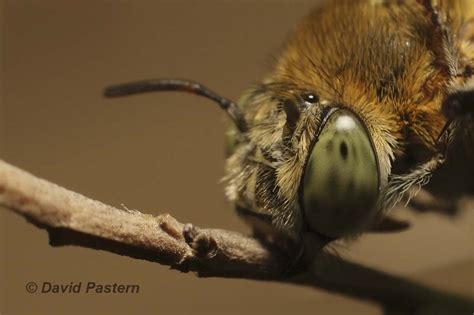 Blue Banded Bee (Amegilla)