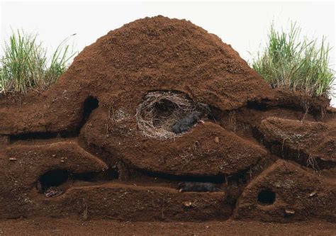 How To Get Rid Of Moles In Your Yard: The Ultimate Guide To Ground Mole Removal From A Pest ...