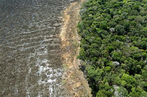 Deforestation in Brazil's Amazon surges to 12-year high | Daily Sabah