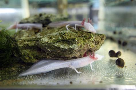 Missing: hundreds of endangered Texas blind salamanders