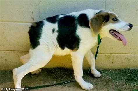 Meet the dog with half a spine: Rare condition leaves pup with 'no neck' and his butt on his ...