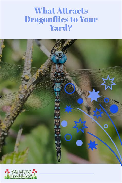 What Attracts Dragonflies to Your Yard? | Flowers that attract ...