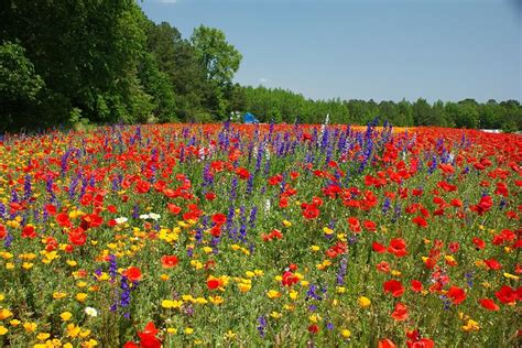 72 best NORTH CAROLINA WILDFLOWERS images on Pinterest | Native plants ...