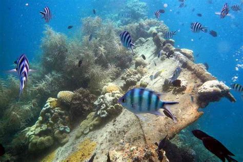 Coron Reefs and Wrecks Tour | Sunken Ship Tours | Coron Shiprweck Tour